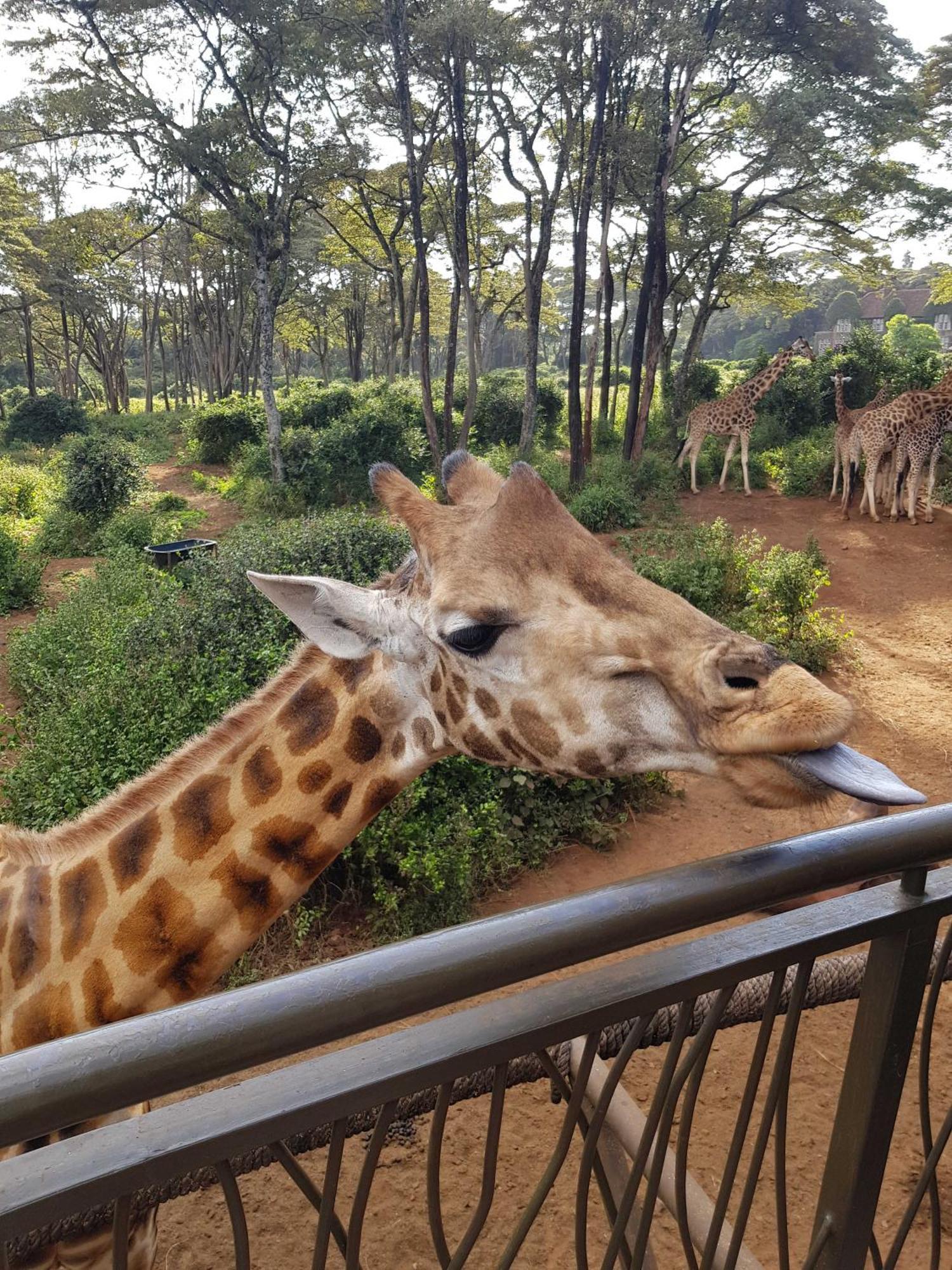 Teresita Home Jkia Nairobi Exteriör bild